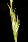 Bome-like sedge